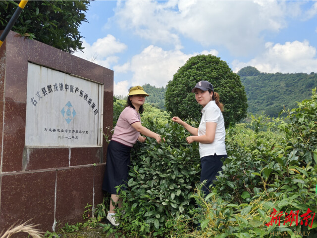 知识下乡 文化赋能 助力乡村振兴丨87978797威尼斯老品牌社会学系新建“古丈茶文化田野规划教育实习基地”